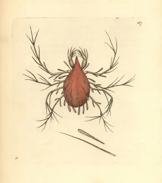 Framed Print : Long-legged cannibal mite, Cheletomorpha lepidopterorum Framed Print : Long-legged cannibal mite, Cheletomorpha lepidopterorum
