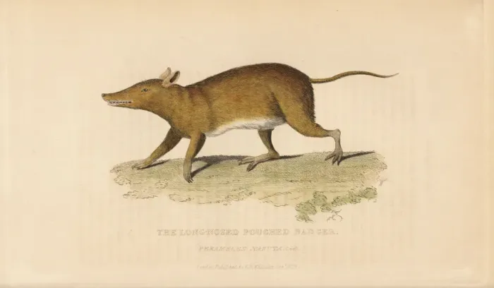 Framed Print : Long-nosed bandicoot, Perameles nasuta Framed Print : Long-nosed bandicoot, Perameles nasuta