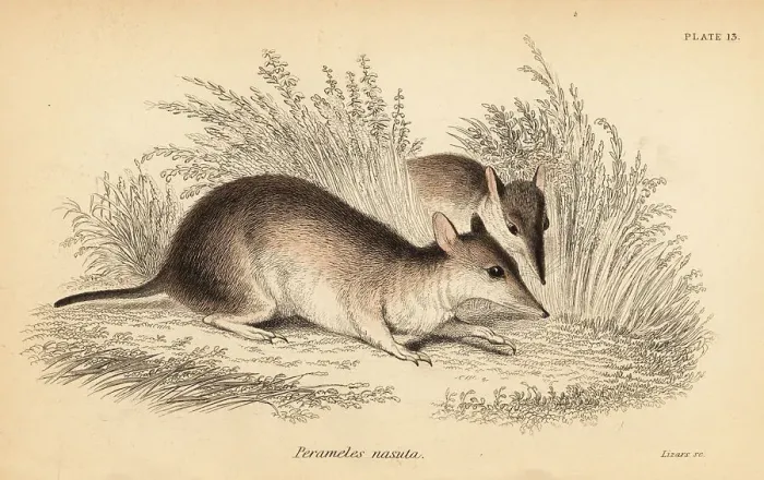 Framed Print : Long-nosed bandicoot, Perameles nasuta Framed Print : Long-nosed bandicoot, Perameles nasuta