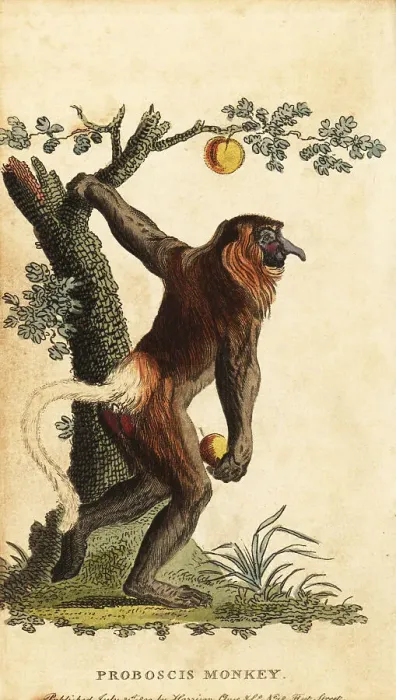 Framed Print : Long-nosed monkey, Nasalis larvatus. Endangered Framed Print : Long-nosed monkey, Nasalis larvatus. Endangered