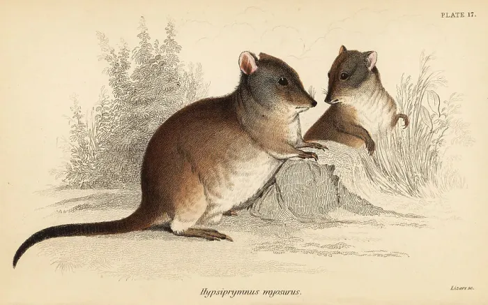Framed Print : Long-nosed potoroo, Potorous tridactylus tridactylus Framed Print : Long-nosed potoroo, Potorous tridactylus tridactylus