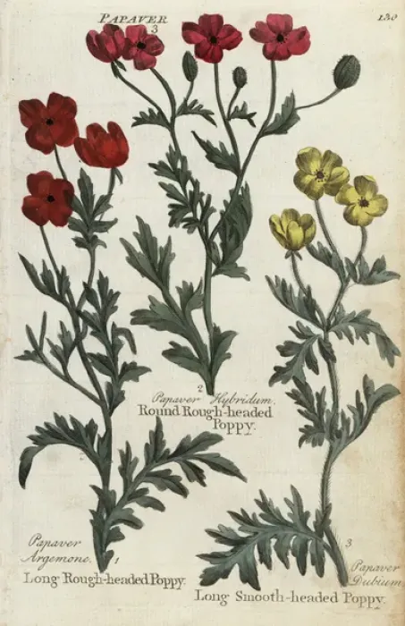 Framed Print : Long and round rough-headed poppies, and smooth-headed poppy Framed Print : Long and round rough-headed poppies, and smooth-headed poppy