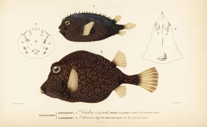Framed Print : Long-spine porcupinefish and smooth trunkfish Framed Print : Long-spine porcupinefish and smooth trunkfish