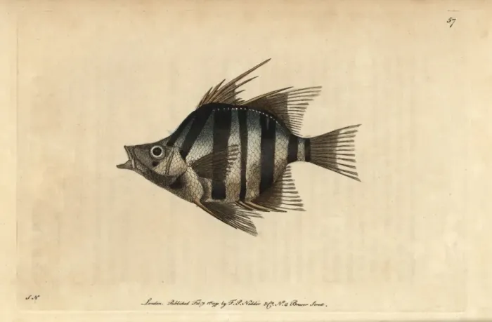 Framed Print : Long-spined or pungent chaetodon, Enoplosus armatus Framed Print : Long-spined or pungent chaetodon, Enoplosus armatus