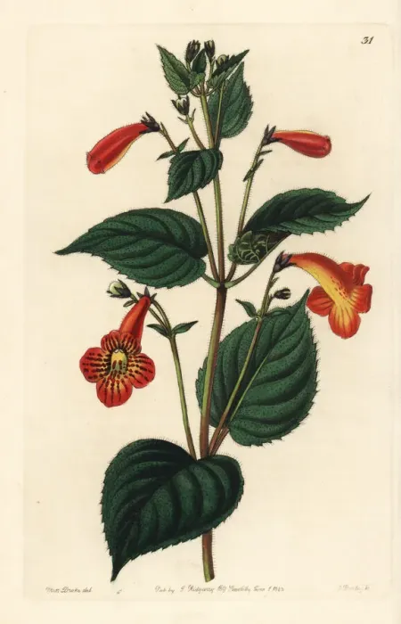 Framed Print : Long-stalked achimenes, Achimenes pedunculata Framed Print : Long-stalked achimenes, Achimenes pedunculata