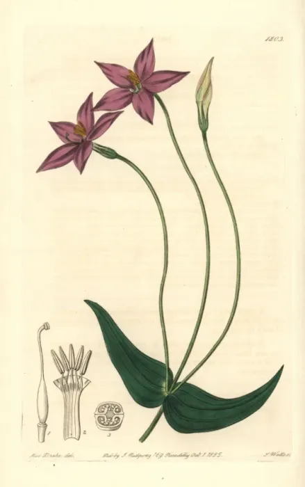 Framed Print : Long-stalked chironia, Chironia peduncularis Framed Print : Long-stalked chironia, Chironia peduncularis