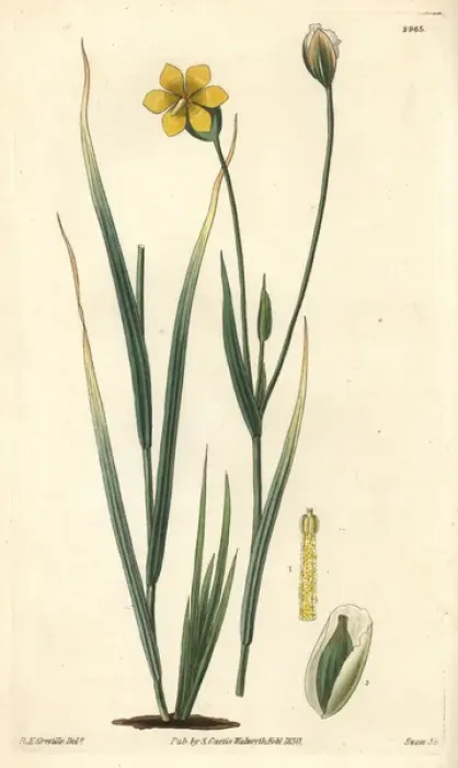 Framed Print : Long-stalked sisyrinchium, Solenomelus pedunculatus Framed Print : Long-stalked sisyrinchium, Solenomelus pedunculatus