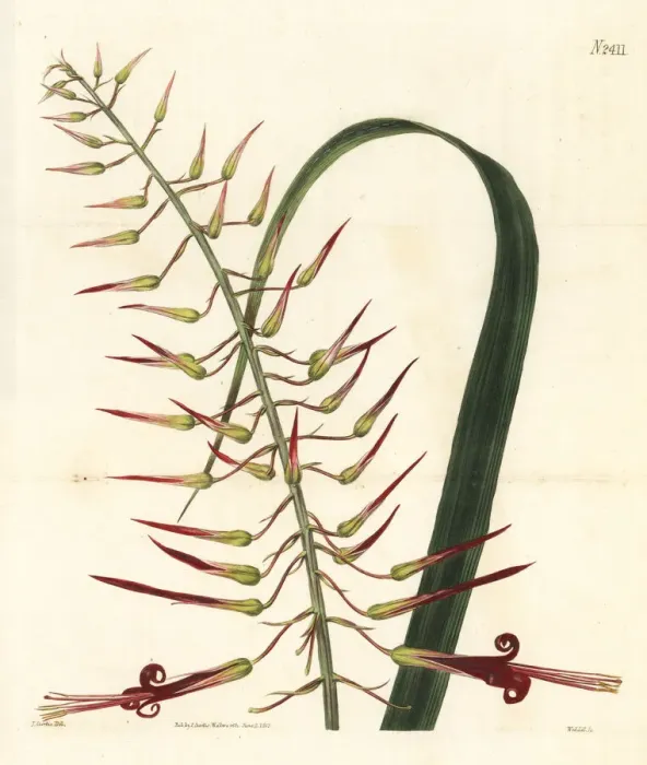 Framed Print : Long-stamened pitcairnia, Pitcairnia staminea Framed Print : Long-stamened pitcairnia, Pitcairnia staminea