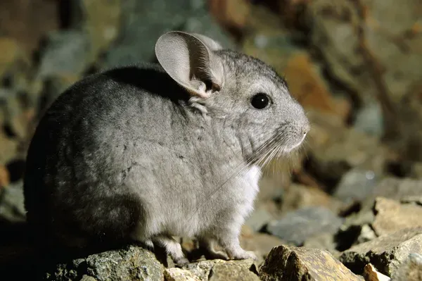 Long Tailed Chinchilla All About Chinchillas As Pets Chinchilla