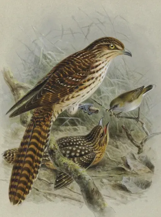 Framed Print : Long-tailed Cuckoo and Grey Warbler Framed Print : Long-tailed Cuckoo and Grey Warbler