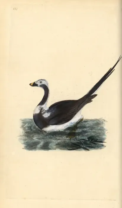 Framed Print : Long-tailed duck, Clangula hyemalis Vulnerable Framed Print : Long-tailed duck, Clangula hyemalis Vulnerable