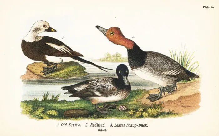 Framed Print : Long-tailed duck, redhead and lesser scaup Framed Print : Long-tailed duck, redhead and lesser scaup