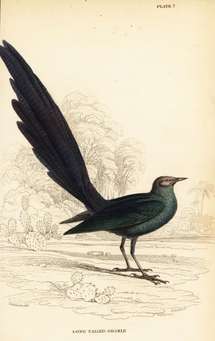 Framed Print : Long-tailed glossy starling, Lamprotornis caudatus Framed Print : Long-tailed glossy starling, Lamprotornis caudatus