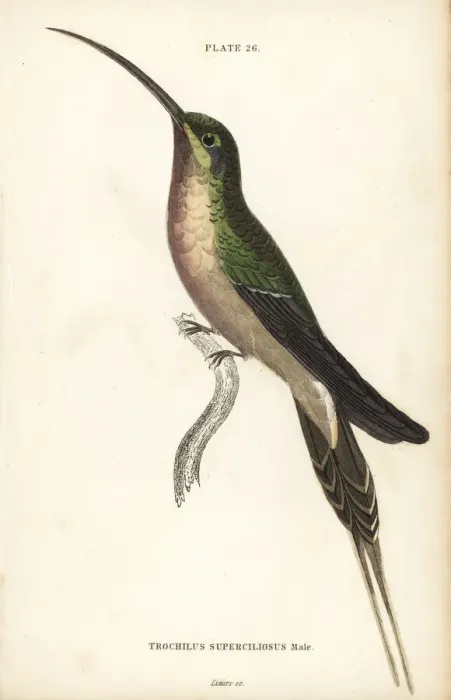 Framed Print : Long-tailed hermit, Phaethornis superciliosus, male Framed Print : Long-tailed hermit, Phaethornis superciliosus, male