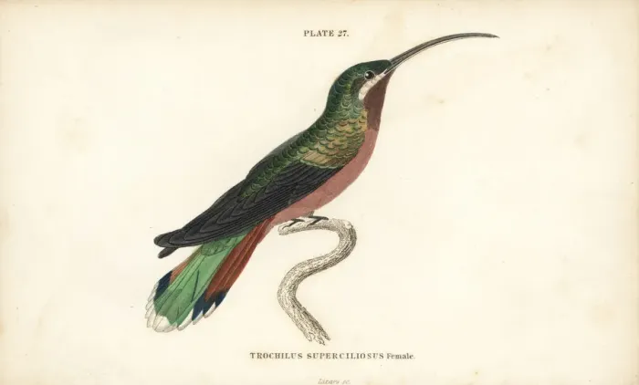 Framed Print : Long-tailed hermit, Phaethornis superciliosus, female Framed Print : Long-tailed hermit, Phaethornis superciliosus, female