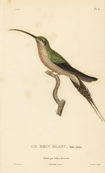 Framed Print : Long-tailed hermit, Phaethornis superciliosus. Male adult Framed Print : Long-tailed hermit, Phaethornis superciliosus. Male adult