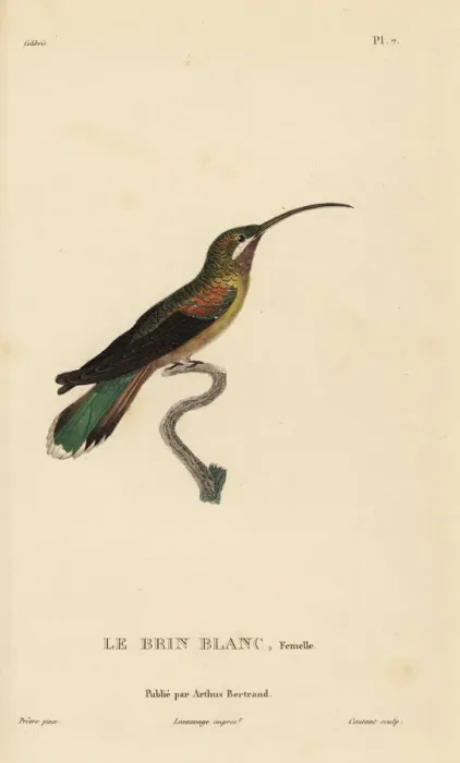 Framed Print : Long-tailed hermit, Phaethornis superciliosus. Female Framed Print : Long-tailed hermit, Phaethornis superciliosus. Female