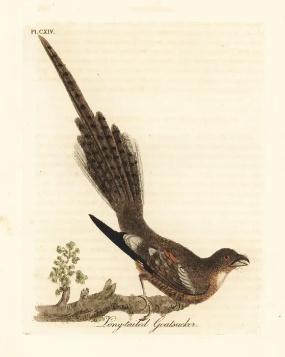 Framed Print : Long-tailed nightjar, Caprimulgus climacurus Framed Print : Long-tailed nightjar, Caprimulgus climacurus
