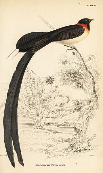 Long-tailed paradise-whydah, Vidua paradisaea