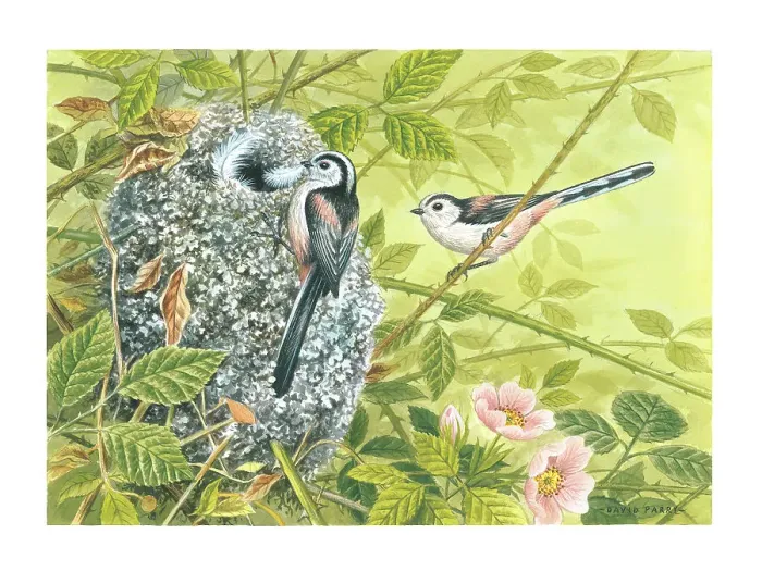 Framed Print : Long-tailed Tits Framed Print : Long-tailed Tits