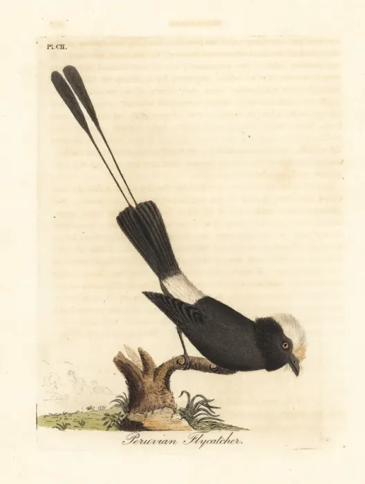 Framed Print : Long-tailed tyrant, Colonia colonus Framed Print : Long-tailed tyrant, Colonia colonus