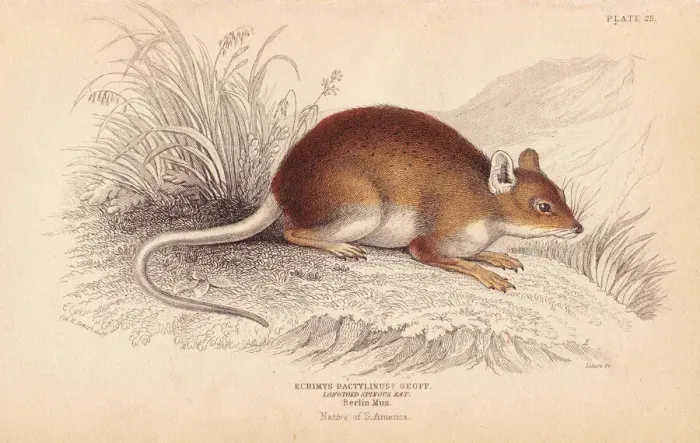 Framed Print : Long-toed spiny rat, Dactylomys dactylinus Framed Print : Long-toed spiny rat, Dactylomys dactylinus