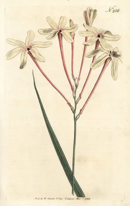 Framed Print : Long-tubed ixia, Ixia paniculata Framed Print : Long-tubed ixia, Ixia paniculata