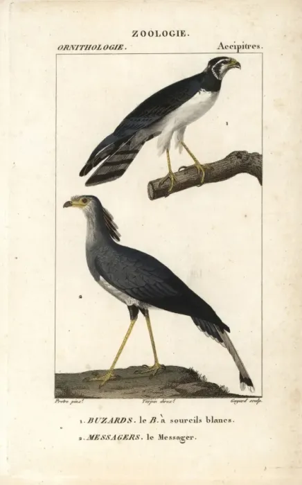 Framed Print : Long-winged harrier, Circus buffoni, and secretarybird Framed Print : Long-winged harrier, Circus buffoni, and secretarybird