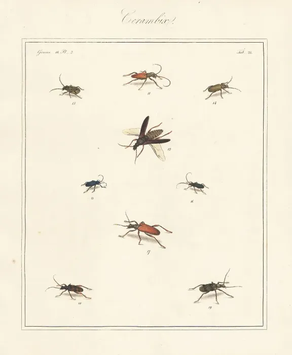 Framed Print : Longhorn, old house borer, violet tanbark beetle, etc Framed Print : Longhorn, old house borer, violet tanbark beetle, etc