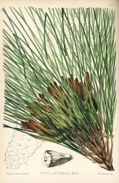 Framed Print : Longleaf pine, Pinus palustris Framed Print : Longleaf pine, Pinus palustris