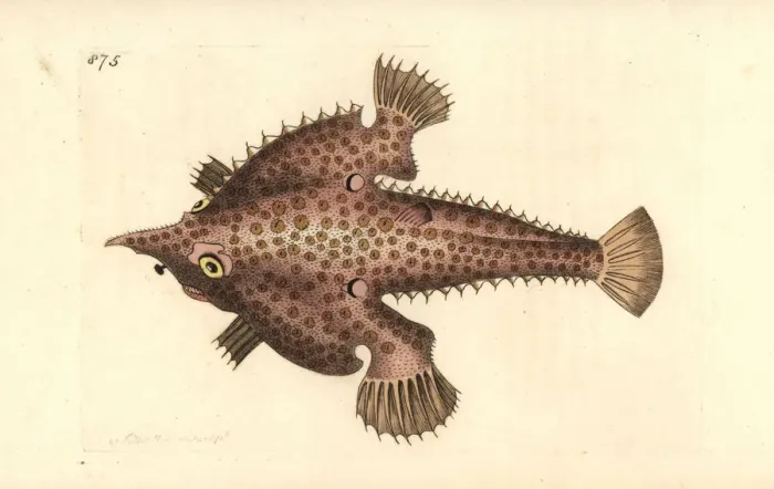 Framed Print : Longnose batfish, Ogcocephalus vespertilio Framed Print : Longnose batfish, Ogcocephalus vespertilio