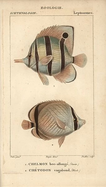 Longnose butterflyfish, Forcipiger longirostris
