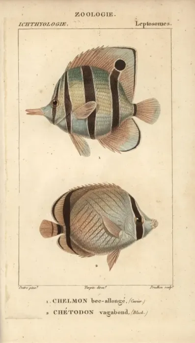 Framed Print : Longnose butterflyfish, Forcipiger longirostris Framed Print : Longnose butterflyfish, Forcipiger longirostris