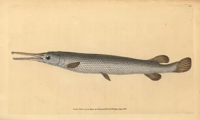 Framed Print : Longnose gar, Lepisosteus osseus Framed Print : Longnose gar, Lepisosteus osseus