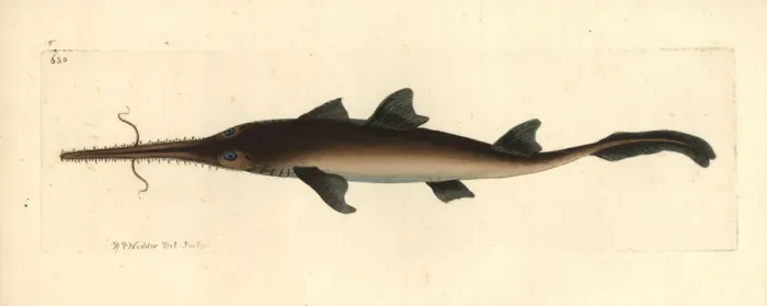 Framed Print : Longnose sawshark, Pristiophorus cirratus Framed Print : Longnose sawshark, Pristiophorus cirratus