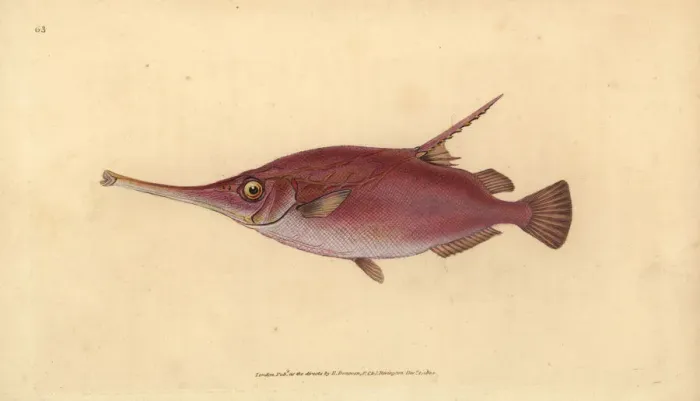 Framed Print : Longspine snipefish, Macroramphosus scolopaX Framed Print : Longspine snipefish, Macroramphosus scolopaX