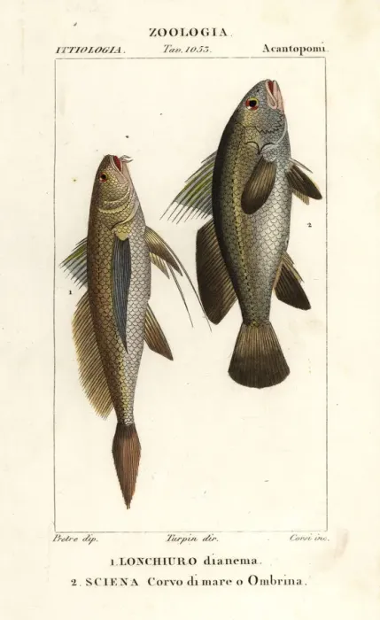 Framed Print : Longtail croaker and stone bass Framed Print : Longtail croaker and stone bass