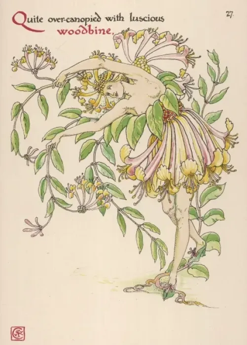 Framed Print : Lonicera Periclymenum Framed Print : Lonicera Periclymenum