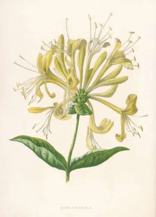 Framed Print : Lonicera Periclymenum Framed Print : Lonicera Periclymenum