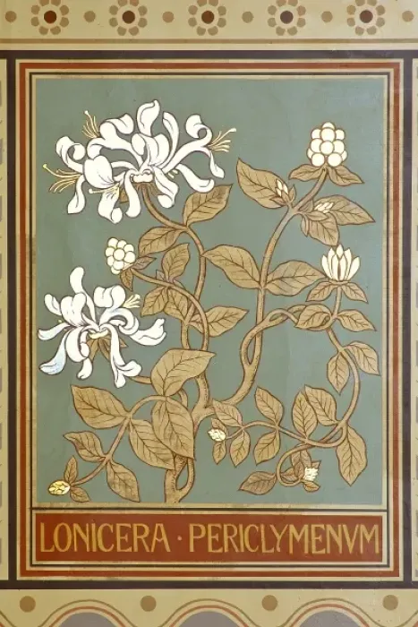 Framed Print : Lonicera periclymenum, honeysuckle Framed Print : Lonicera periclymenum, honeysuckle