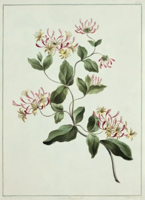Framed Print : Lonicera sp. honeysuckle Framed Print : Lonicera sp. honeysuckle