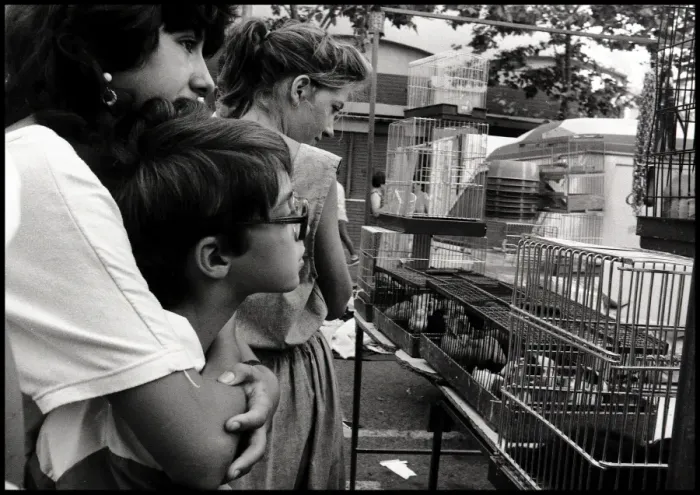Framed Print : Looking a caged birds in market, Valencia, Spain Framed Print : Looking a caged birds in market, Valencia, Spain
