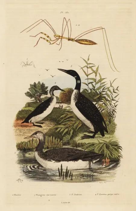 Framed Print : Loons and thread-legged bug Framed Print : Loons and thread-legged bug
