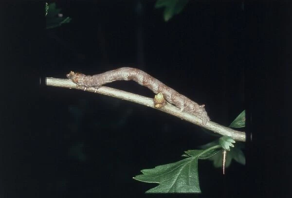 A looper caterpillar looking like a twig