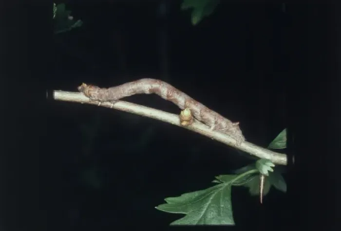 Framed Print : A looper caterpillar looking like a twig Framed Print : A looper caterpillar looking like a twig