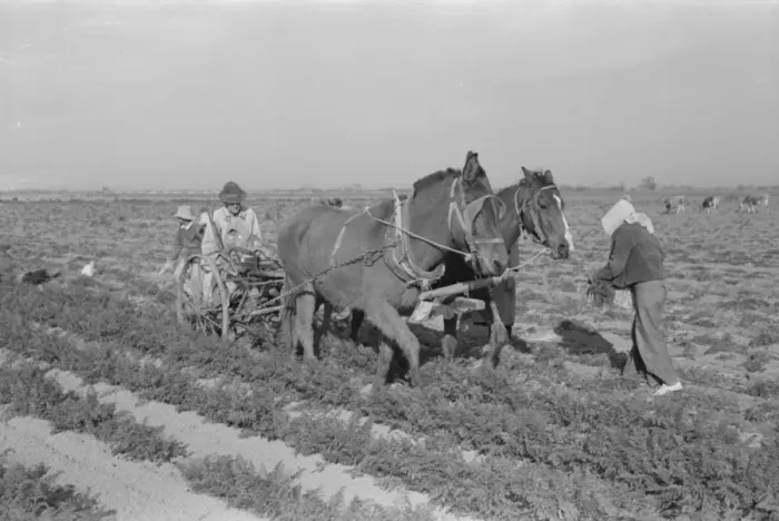 Framed Print : Loosening carrots from soil with plow before pulling in orde Framed Print : Loosening carrots from soil with plow before pulling in orde