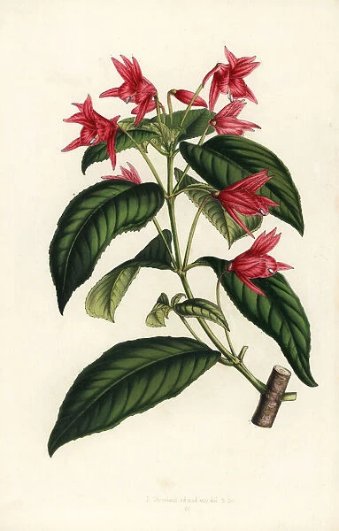 Lopezia grandiflora