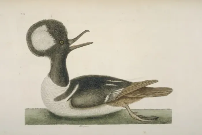 Framed Print : Lophodytes cucullatus, hooded merganser Framed Print : Lophodytes cucullatus, hooded merganser