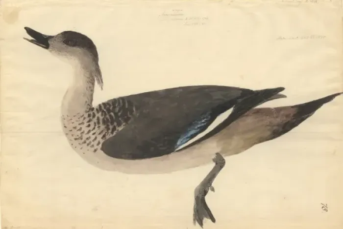 Framed Print : Lophonetta specularoides, crested duck Framed Print : Lophonetta specularoides, crested duck