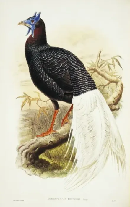 Framed Print : Lophura bulweri, Bulwers pheasant Framed Print : Lophura bulweri, Bulwers pheasant